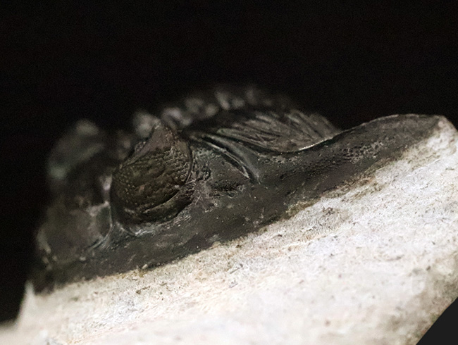 上質品！ハイレベルなクリーニングが施された、モロッコ産三葉虫ホラルドプス（Hollardops）（その5）