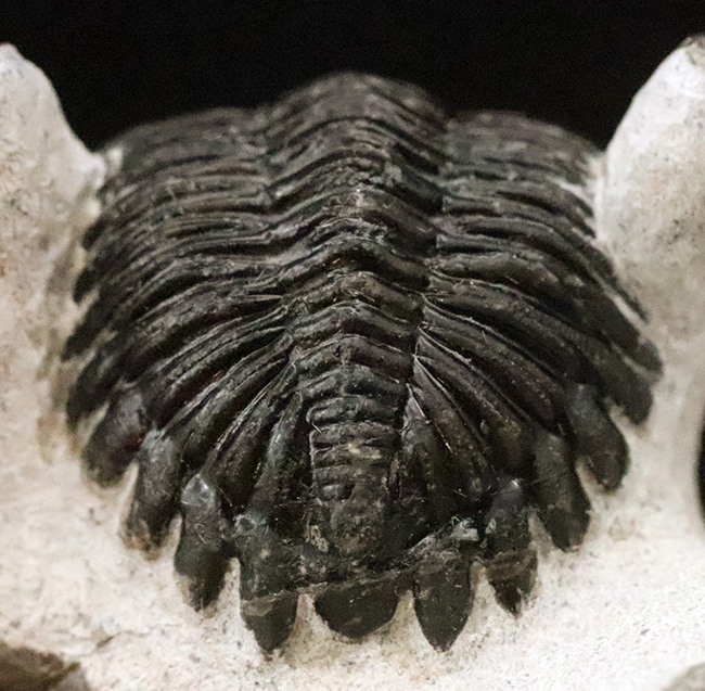 上質品！ハイレベルなクリーニングが施された、モロッコ産三葉虫ホラルドプス（Hollardops）（その6）