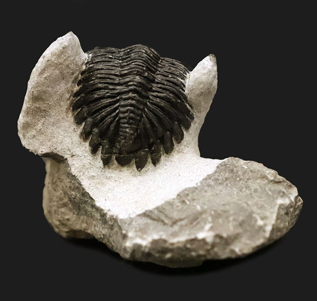 上質品！ハイレベルなクリーニングが施された、モロッコ産三葉虫ホラルドプス（Hollardops）（その7）