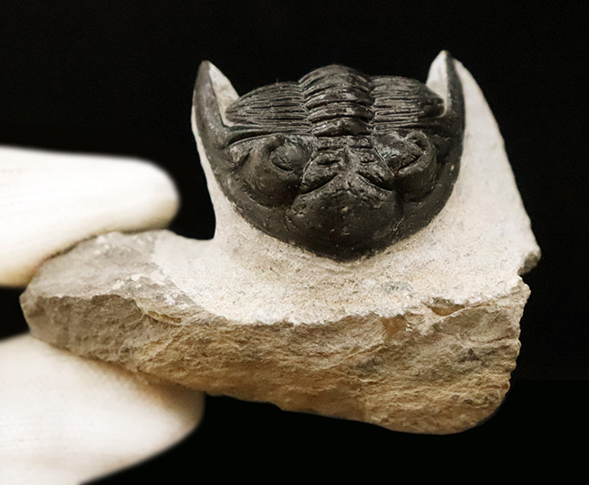 上質品！ハイレベルなクリーニングが施された、モロッコ産三葉虫ホラルドプス（Hollardops）（その8）