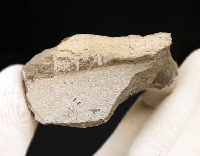 上質品！ハイレベルなクリーニングが施された、モロッコ産三葉虫ホラルドプス（Hollardops）（その9）