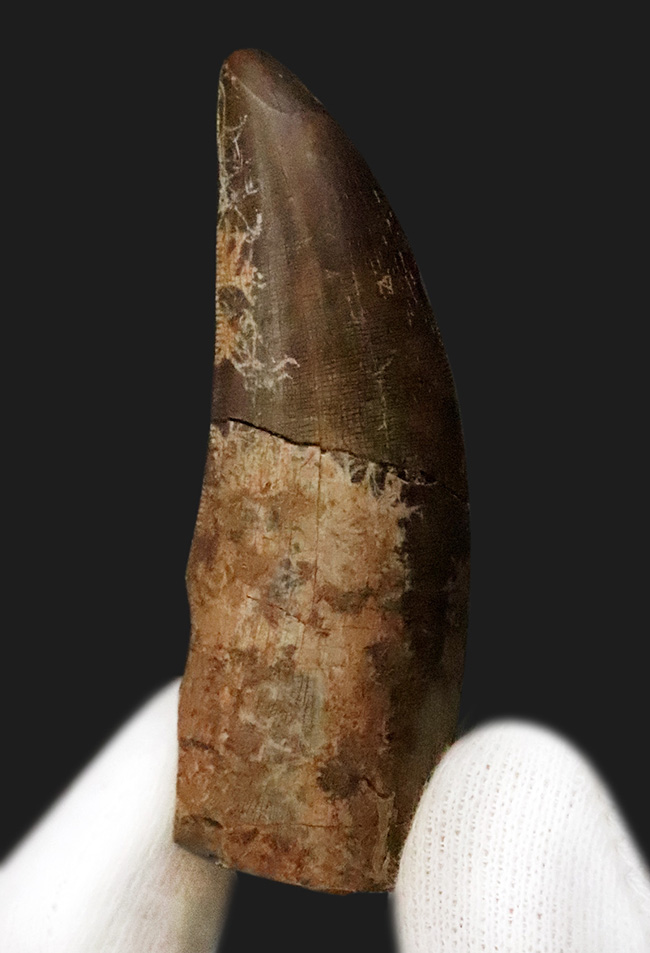 ロングカーブ計測65ミリに達する迫力の成体歯！見所満載のティラノサウルス・レックス（Tyrannosaurus rex）牙化石（その1）