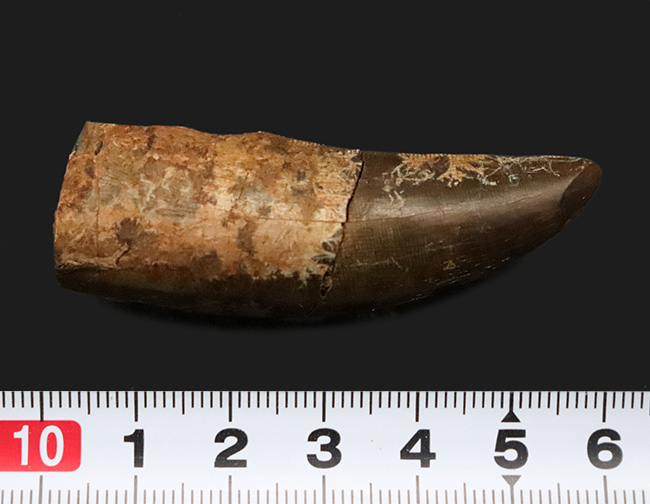 ロングカーブ計測65ミリに達する迫力の成体歯！見所満載のティラノサウルス・レックス（Tyrannosaurus rex）牙化石（その10）