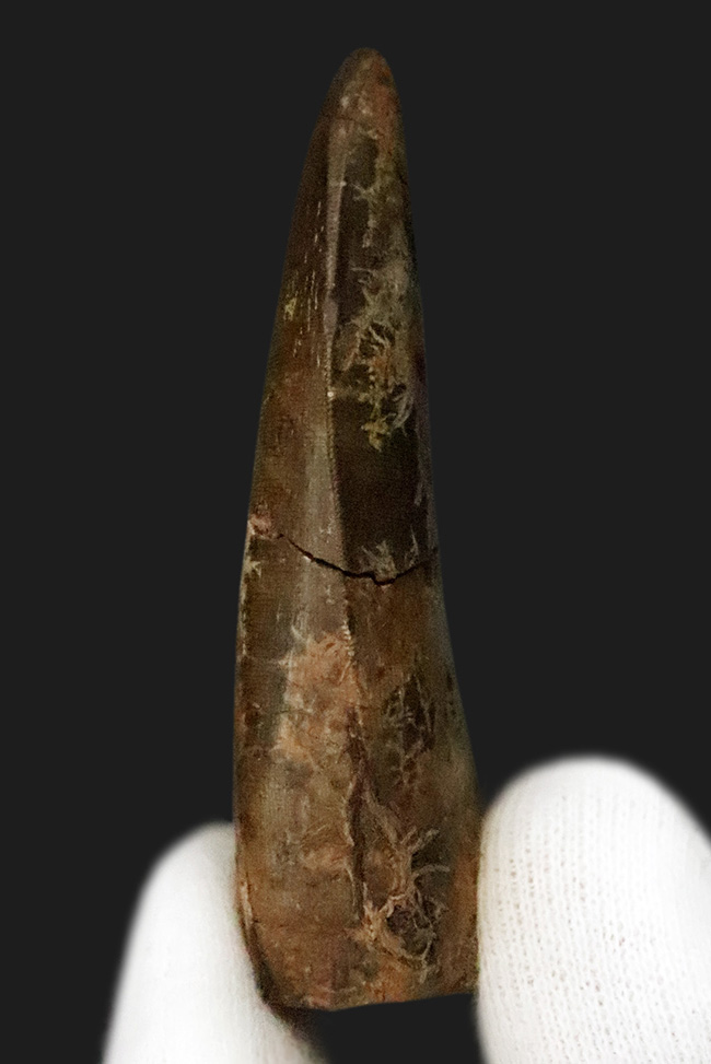 ロングカーブ計測65ミリに達する迫力の成体歯！見所満載のティラノサウルス・レックス（Tyrannosaurus rex）牙化石（その2）