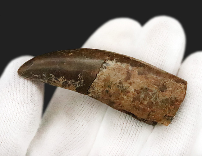 ロングカーブ計測65ミリに達する迫力の成体歯！見所満載のティラノサウルス・レックス（Tyrannosaurus rex）牙化石（その3）