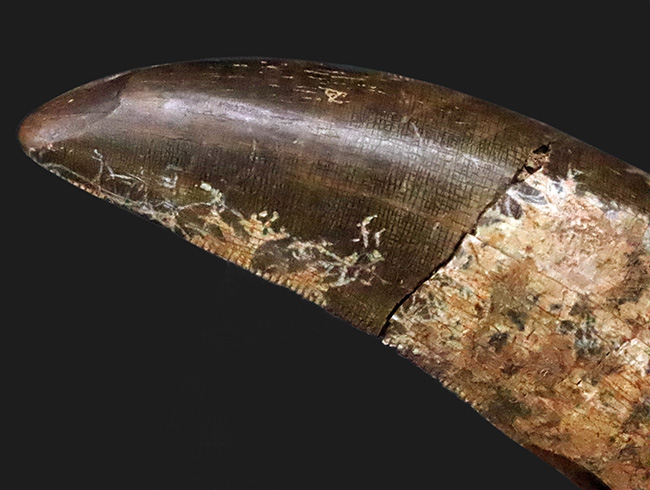 ロングカーブ計測65ミリに達する迫力の成体歯！見所満載のティラノサウルス・レックス（Tyrannosaurus rex）牙化石（その4）