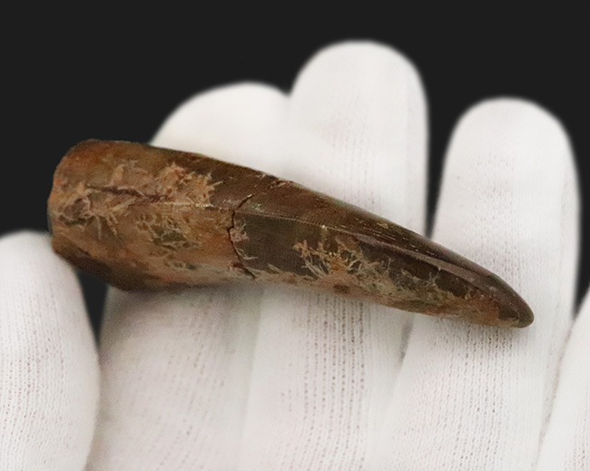 ロングカーブ計測65ミリに達する迫力の成体歯！見所満載のティラノサウルス・レックス（Tyrannosaurus rex）牙化石（その6）