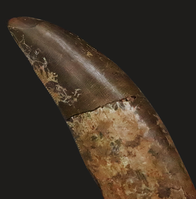 ロングカーブ計測65ミリに達する迫力の成体歯！見所満載のティラノサウルス・レックス（Tyrannosaurus rex）牙化石（その7）