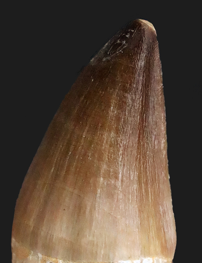 エナメル質の保存状態は圧巻。厚みとサイズを兼ね備えた、美しいモササウルス（Mosasaurus）の歯化石（その1）