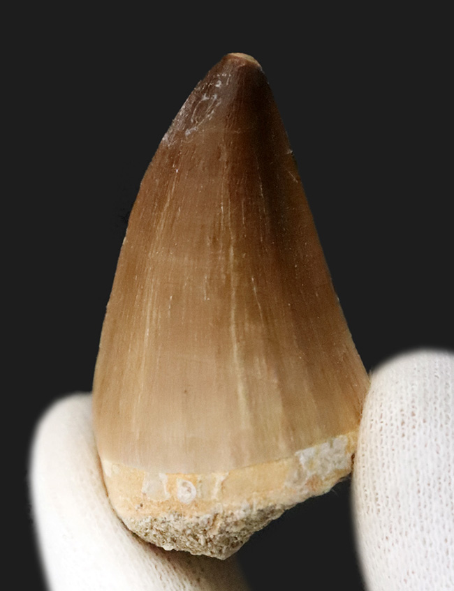 エナメル質の保存状態は圧巻。厚みとサイズを兼ね備えた、美しいモササウルス（Mosasaurus）の歯化石（その2）