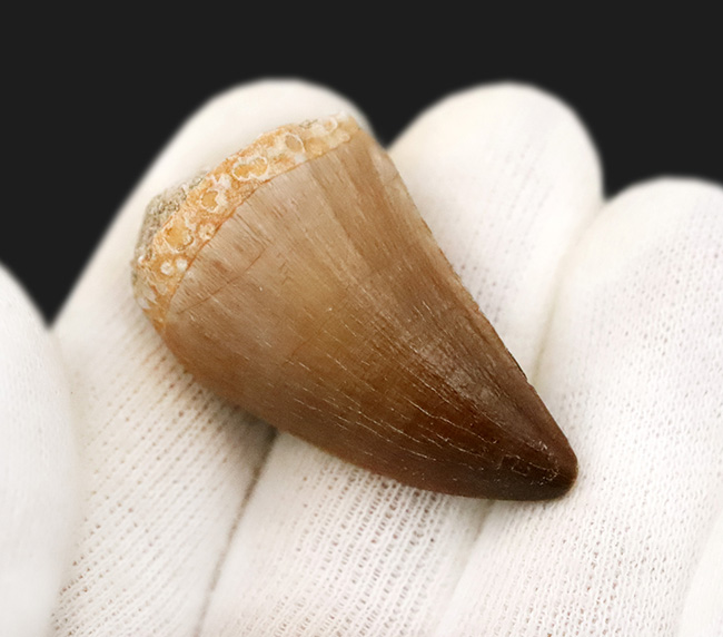 エナメル質の保存状態は圧巻。厚みとサイズを兼ね備えた、美しいモササウルス（Mosasaurus）の歯化石（その3）