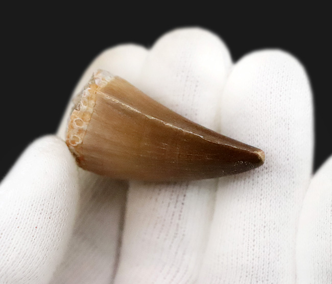 エナメル質の保存状態は圧巻。厚みとサイズを兼ね備えた、美しいモササウルス（Mosasaurus）の歯化石（その5）