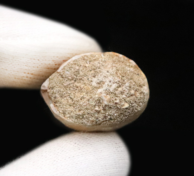 エナメル質の保存状態は圧巻。厚みとサイズを兼ね備えた、美しいモササウルス（Mosasaurus）の歯化石（その6）