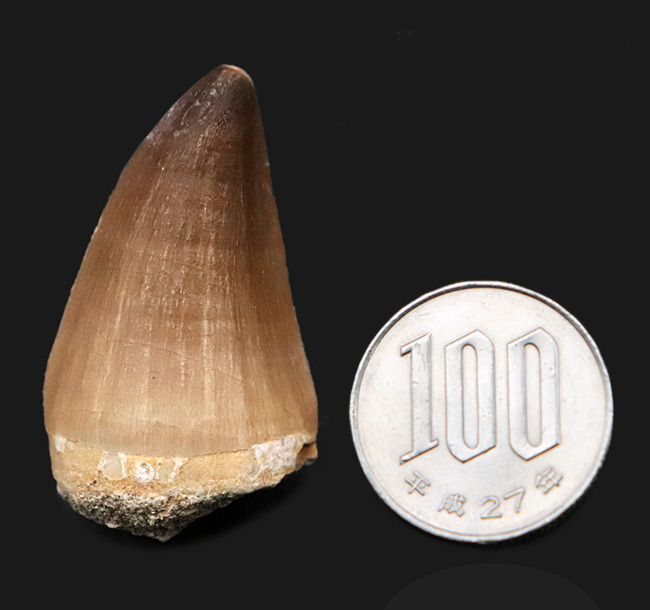 エナメル質の保存状態は圧巻。厚みとサイズを兼ね備えた、美しいモササウルス（Mosasaurus）の歯化石（その8）