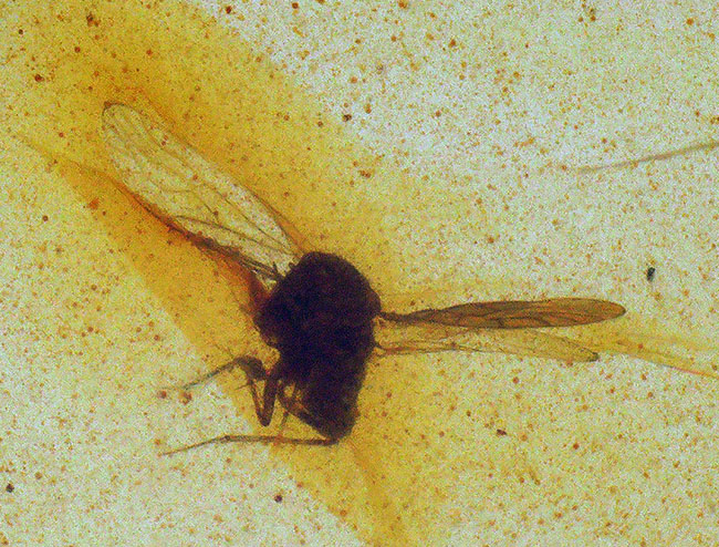 翅脈・脚節まで確認、白亜紀の有翅昆虫を内包したミャンマー産バーマイト（ビルマ琥珀）……神話にも語られた有機質の宝石（その1）