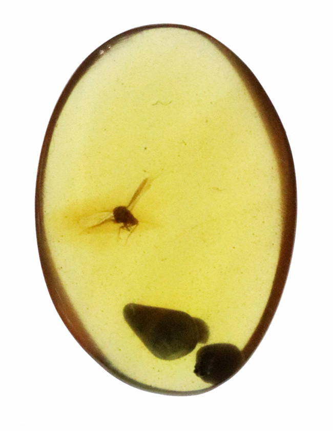 翅脈・脚節まで確認、白亜紀の有翅昆虫を内包したミャンマー産バーマイト（ビルマ琥珀）……神話にも語られた有機質の宝石（その2）
