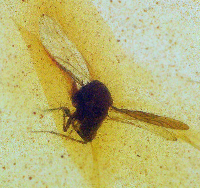 翅脈・脚節まで確認、白亜紀の有翅昆虫を内包したミャンマー産バーマイト（ビルマ琥珀）……神話にも語られた有機質の宝石（その3）