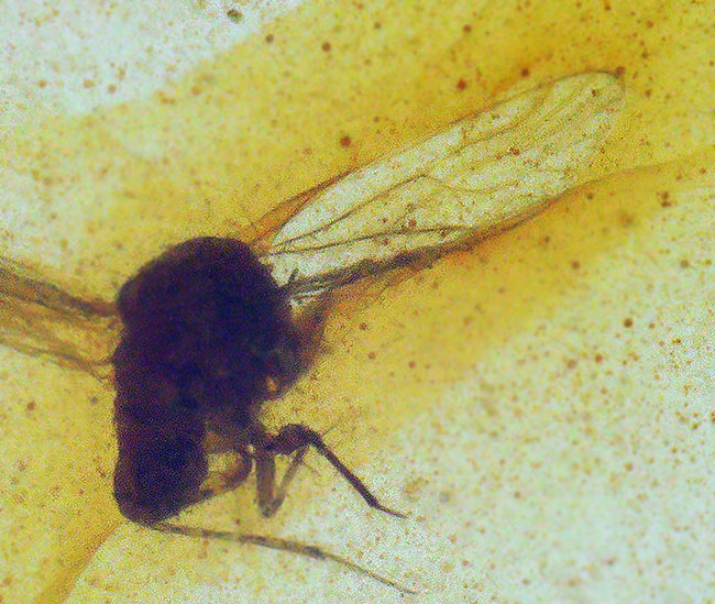 翅脈・脚節まで確認、白亜紀の有翅昆虫を内包したミャンマー産バーマイト（ビルマ琥珀）……神話にも語られた有機質の宝石（その4）