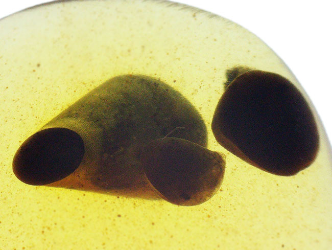 翅脈・脚節まで確認、白亜紀の有翅昆虫を内包したミャンマー産バーマイト（ビルマ琥珀）……神話にも語られた有機質の宝石（その5）