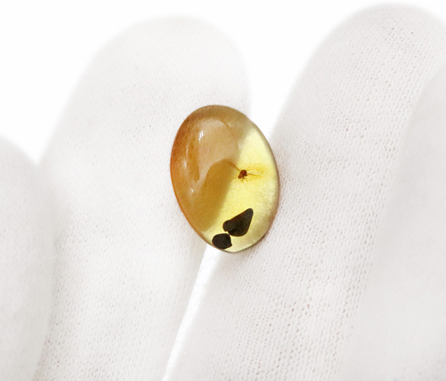 翅脈・脚節まで確認、白亜紀の有翅昆虫を内包したミャンマー産バーマイト（ビルマ琥珀）……神話にも語られた有機質の宝石（その6）