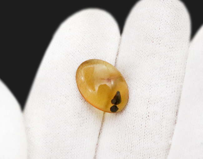 翅脈・脚節まで確認、白亜紀の有翅昆虫を内包したミャンマー産バーマイト（ビルマ琥珀）……神話にも語られた有機質の宝石（その7）