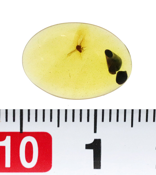 翅脈・脚節まで確認、白亜紀の有翅昆虫を内包したミャンマー産バーマイト（ビルマ琥珀）……神話にも語られた有機質の宝石（その8）