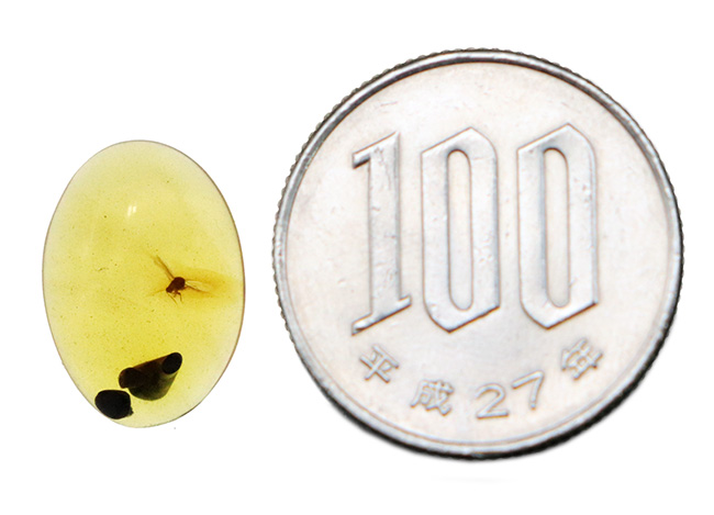 翅脈・脚節まで確認、白亜紀の有翅昆虫を内包したミャンマー産バーマイト（ビルマ琥珀）……神話にも語られた有機質の宝石（その9）