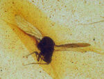 翅脈・脚節まで確認、白亜紀の有翅昆虫を内包したミャンマー産バーマイト（ビルマ琥珀）……神話にも語られた有機質の宝石