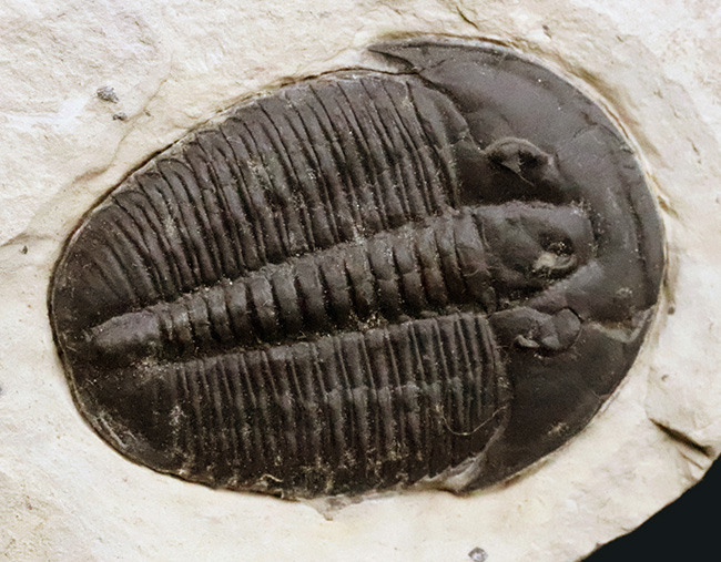 【3.4cm大型美標本】消失しやすい「自由頬」まで完存。13の胸節が精緻に並ぶ、米国ユタ州産三葉虫エルラシア・キンギ（Elrathia kingii）（その1）