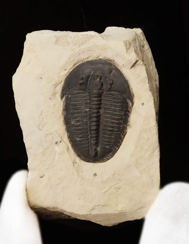 【3.4cm大型美標本】消失しやすい「自由頬」まで完存。13の胸節が精緻に並ぶ、米国ユタ州産三葉虫エルラシア・キンギ（Elrathia kingii）（その2）