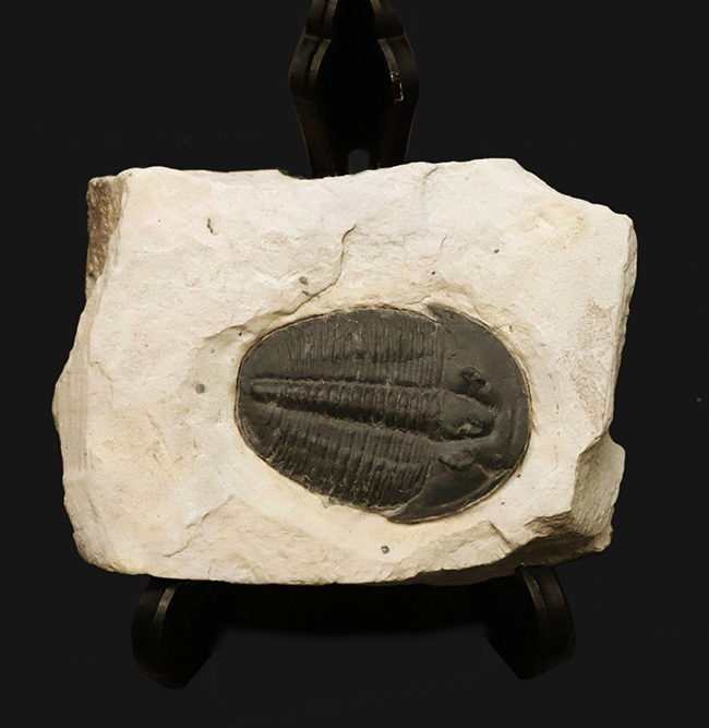 【3.4cm大型美標本】消失しやすい「自由頬」まで完存。13の胸節が精緻に並ぶ、米国ユタ州産三葉虫エルラシア・キンギ（Elrathia kingii）（その3）