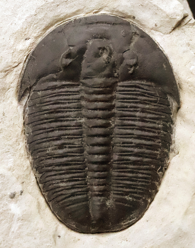 【3.4cm大型美標本】消失しやすい「自由頬」まで完存。13の胸節が精緻に並ぶ、米国ユタ州産三葉虫エルラシア・キンギ（Elrathia kingii）（その4）