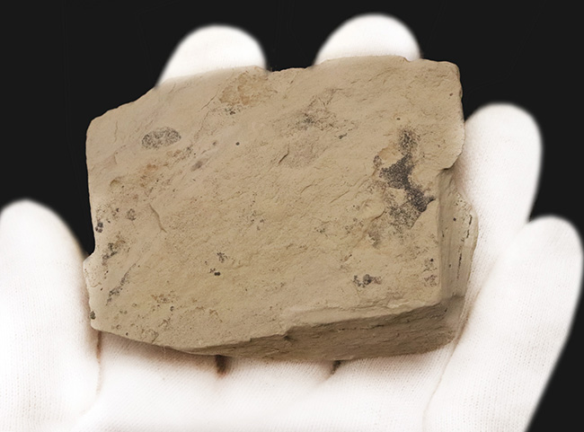 【3.4cm大型美標本】消失しやすい「自由頬」まで完存。13の胸節が精緻に並ぶ、米国ユタ州産三葉虫エルラシア・キンギ（Elrathia kingii）（その5）