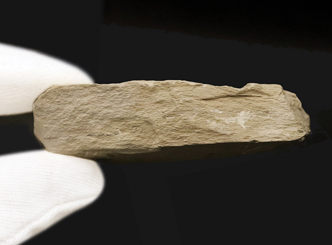 【3.4cm大型美標本】消失しやすい「自由頬」まで完存。13の胸節が精緻に並ぶ、米国ユタ州産三葉虫エルラシア・キンギ（Elrathia kingii）（その6）