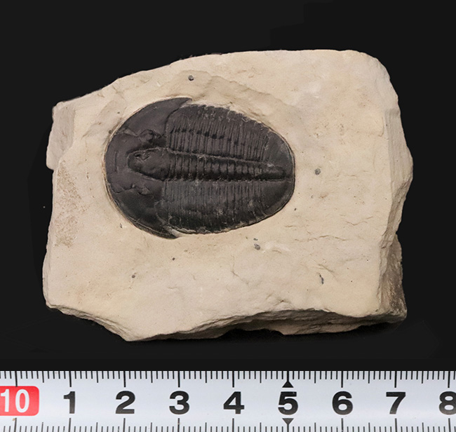 【3.4cm大型美標本】消失しやすい「自由頬」まで完存。13の胸節が精緻に並ぶ、米国ユタ州産三葉虫エルラシア・キンギ（Elrathia kingii）（その7）