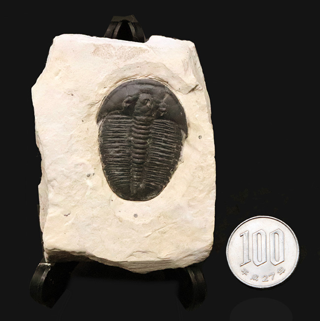 【3.4cm大型美標本】消失しやすい「自由頬」まで完存。13の胸節が精緻に並ぶ、米国ユタ州産三葉虫エルラシア・キンギ（Elrathia kingii）（その8）