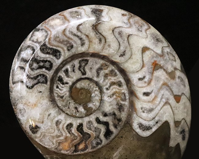 アンモナイトの先駆者……サイズ・状態・模様の三拍子が揃った、厳選ゴニアタイト（Goniatite）化石（その1）