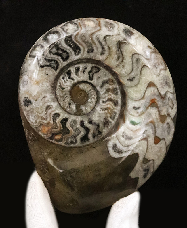アンモナイトの先駆者……サイズ・状態・模様の三拍子が揃った、厳選ゴニアタイト（Goniatite）化石（その2）