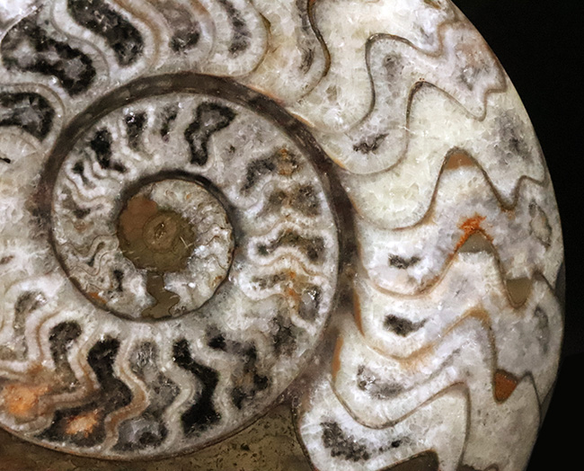 アンモナイトの先駆者……サイズ・状態・模様の三拍子が揃った、厳選ゴニアタイト（Goniatite）化石（その3）