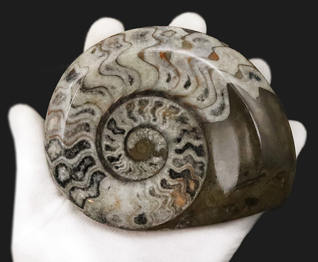 アンモナイトの先駆者……サイズ・状態・模様の三拍子が揃った、厳選ゴニアタイト（Goniatite）化石（その4）