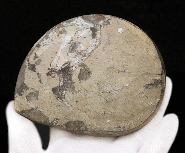 アンモナイトの先駆者……サイズ・状態・模様の三拍子が揃った、厳選ゴニアタイト（Goniatite）化石（その5）