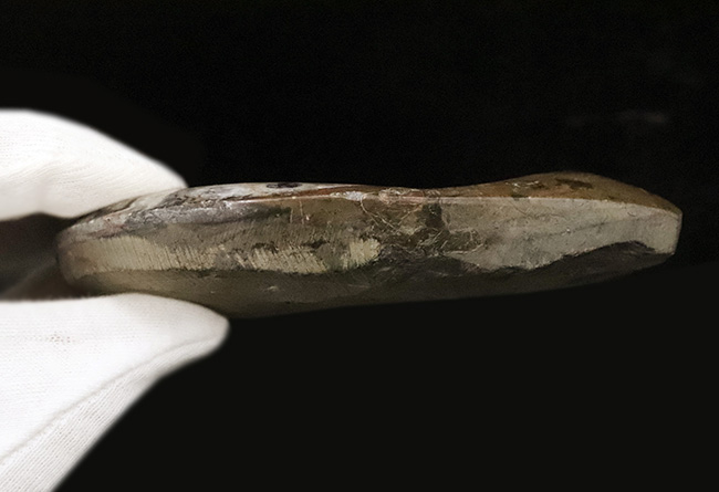 アンモナイトの先駆者……サイズ・状態・模様の三拍子が揃った、厳選ゴニアタイト（Goniatite）化石（その6）