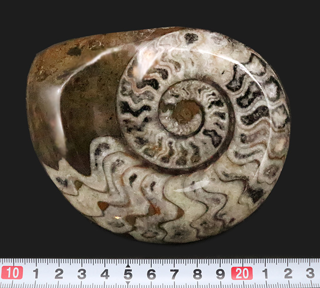 アンモナイトの先駆者……サイズ・状態・模様の三拍子が揃った、厳選ゴニアタイト（Goniatite）化石（その7）