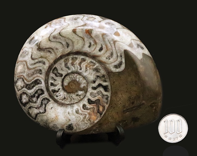 アンモナイトの先駆者……サイズ・状態・模様の三拍子が揃った、厳選ゴニアタイト（Goniatite）化石（その8）