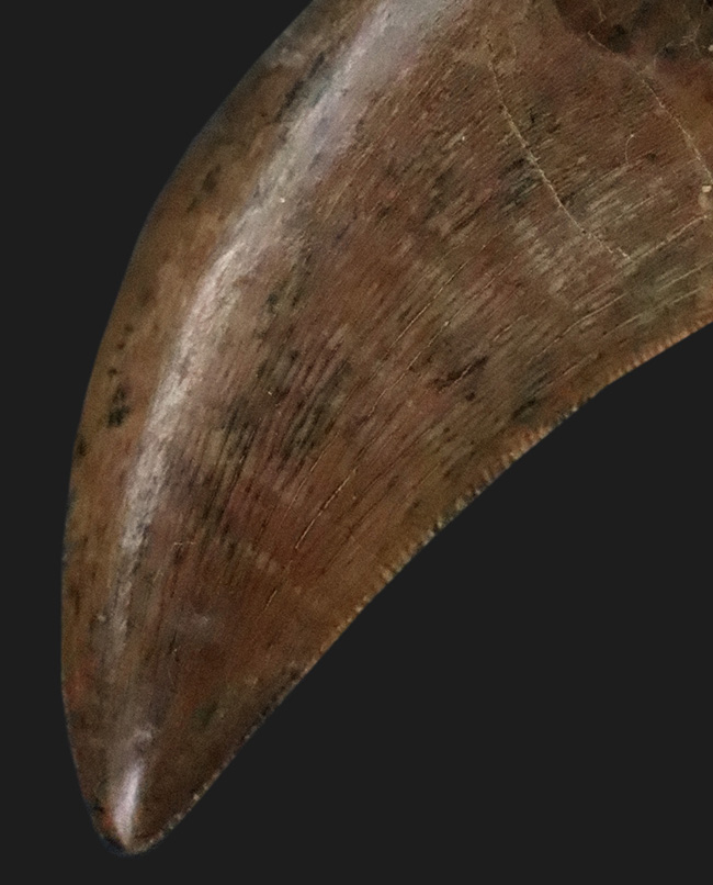 これ以上の保存状態は望めません……これぞジェム！極上の保存状態を維持した、ティラノサウルス・レックス（Tyrannosaurus rex）の亜成体の歯化石（その1）