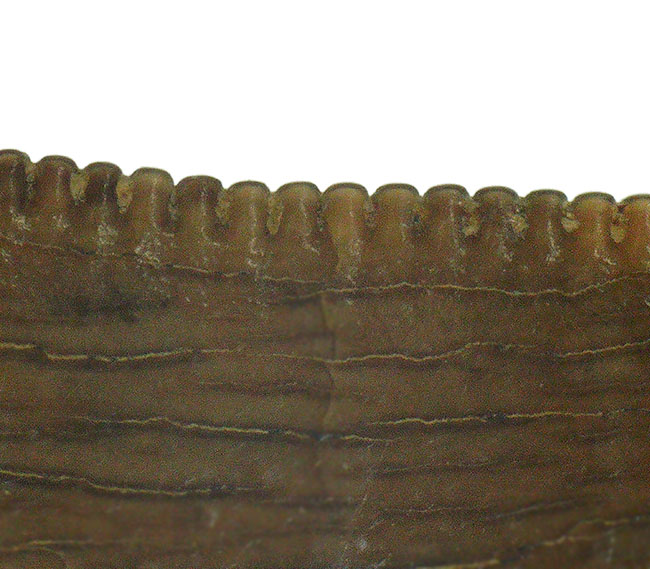 これ以上の保存状態は望めません……これぞジェム！極上の保存状態を維持した、ティラノサウルス・レックス（Tyrannosaurus rex）の亜成体の歯化石（その10）