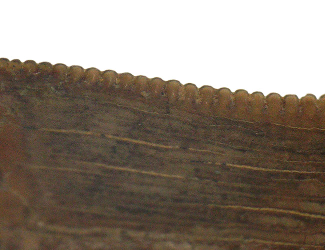 これ以上の保存状態は望めません……これぞジェム！極上の保存状態を維持した、ティラノサウルス・レックス（Tyrannosaurus rex）の亜成体の歯化石（その11）