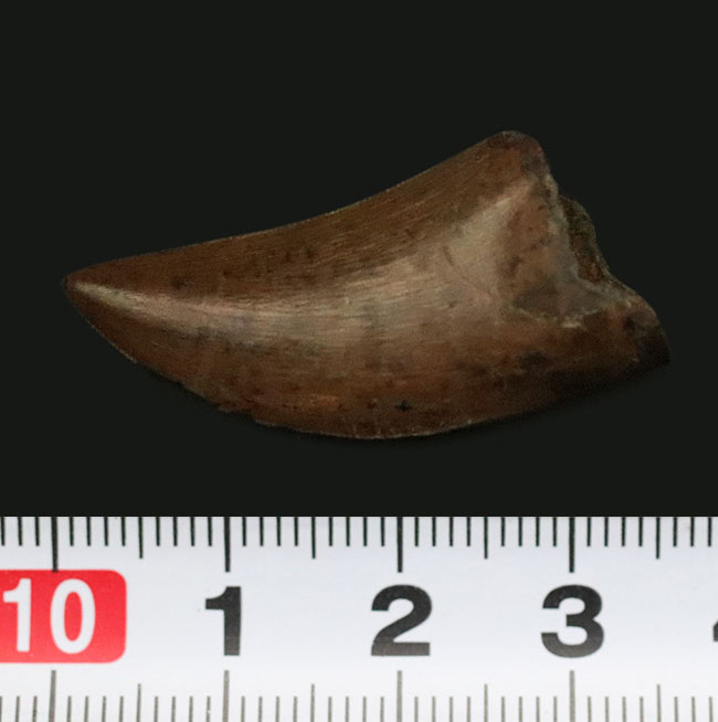 これ以上の保存状態は望めません……これぞジェム！極上の保存状態を維持した、ティラノサウルス・レックス（Tyrannosaurus rex）の亜成体の歯化石（その12）