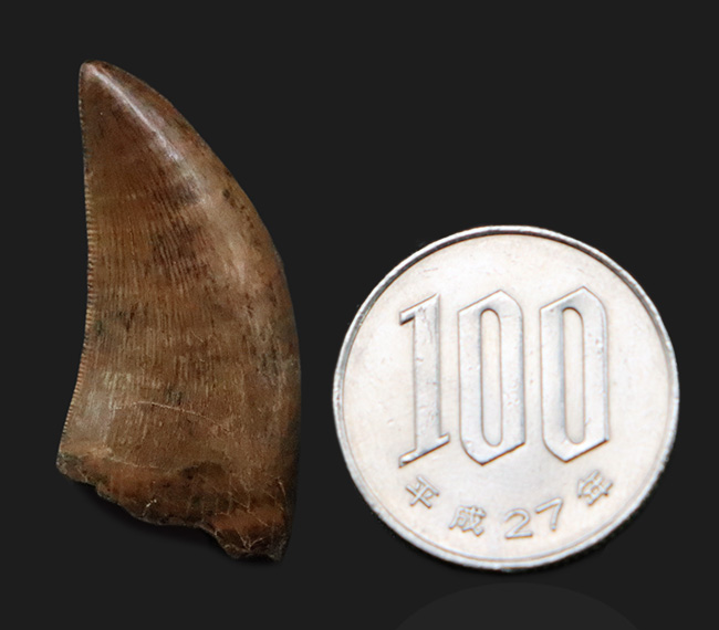 これ以上の保存状態は望めません……これぞジェム！極上の保存状態を維持した、ティラノサウルス・レックス（Tyrannosaurus rex）の亜成体の歯化石（その13）