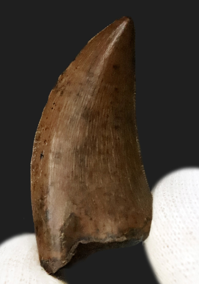 これ以上の保存状態は望めません……これぞジェム！極上の保存状態を維持した、ティラノサウルス・レックス（Tyrannosaurus rex）の亜成体の歯化石（その2）